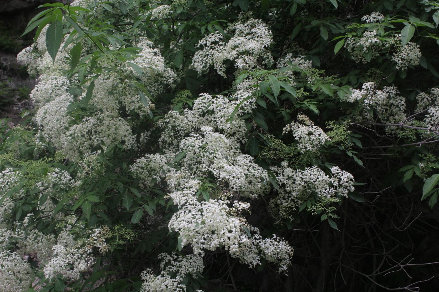 Image of Sambucus nigra specimen.