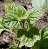 Ageratum houstonianum. Верхняя часть побега. Германия, г. Krefeld, Ботанический сад. 02.06.2013.