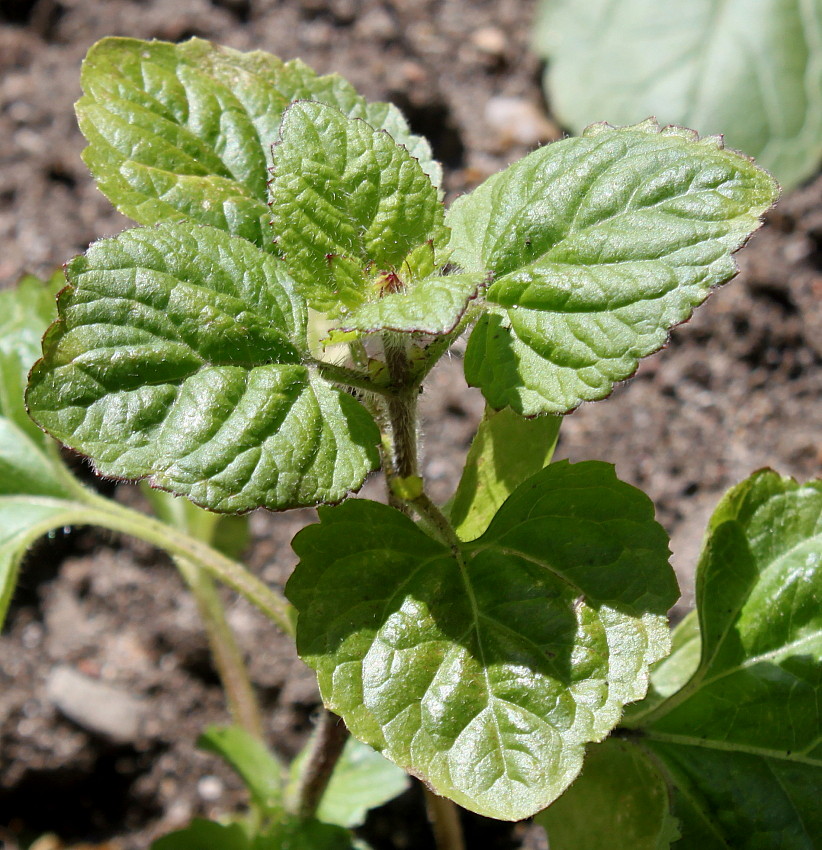 Изображение особи Ageratum houstonianum.