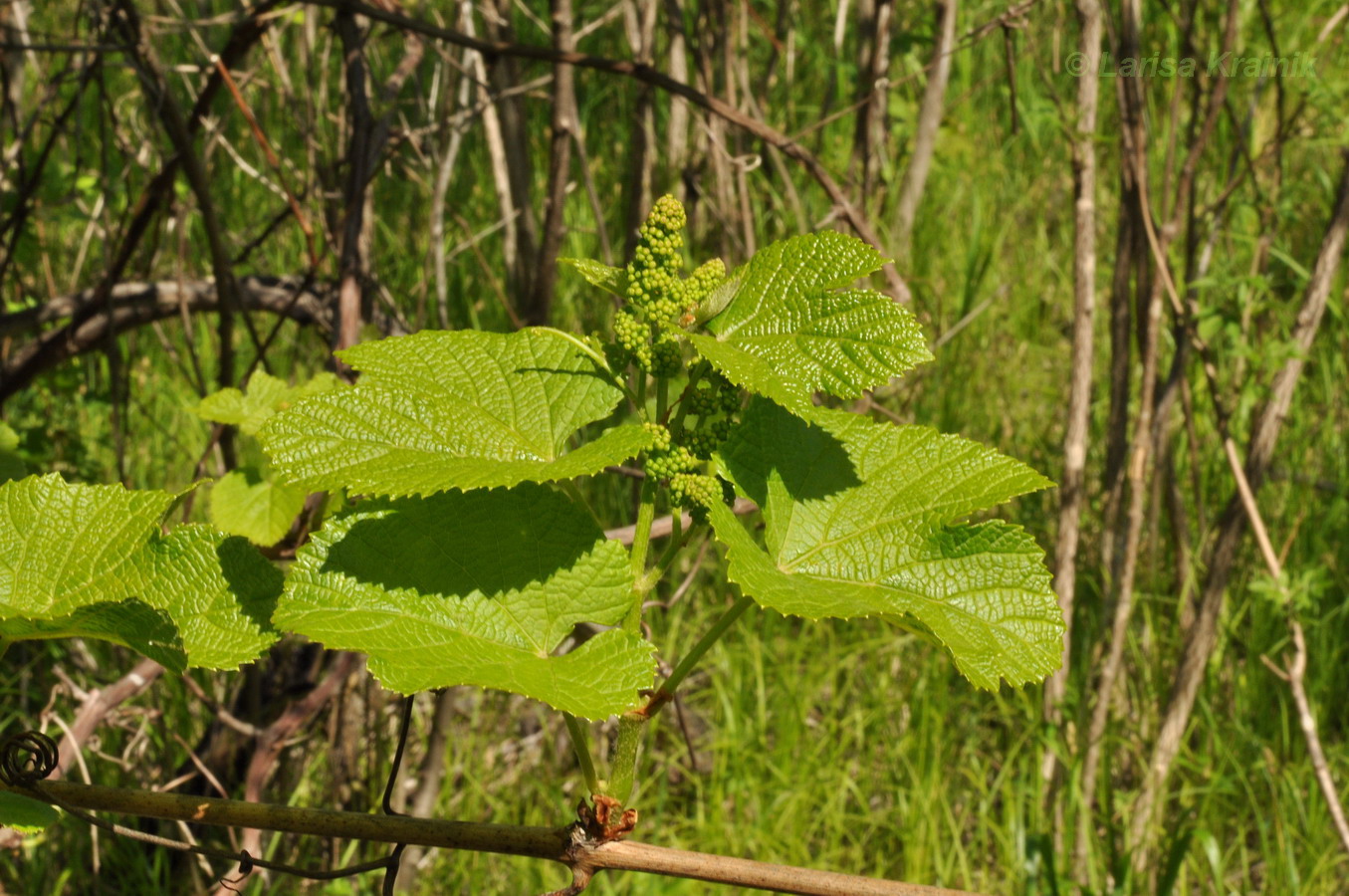 Image of Vitis amurensis specimen.