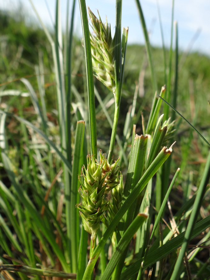 Image of Carex hordeistichos specimen.