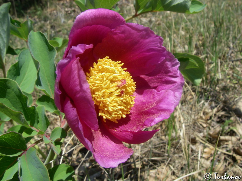 Image of Paeonia daurica specimen.