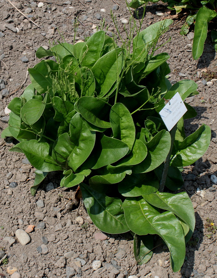 Изображение особи Limonium coriarium.