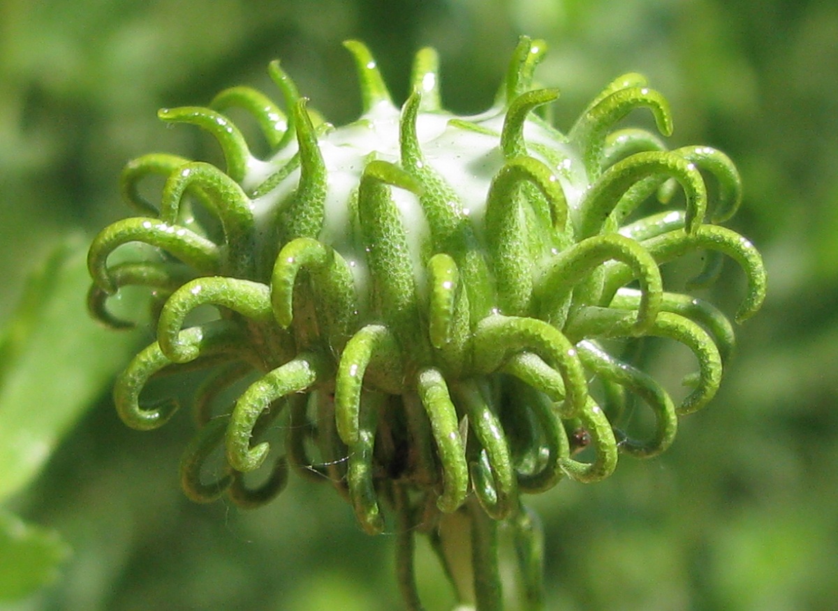 Image of Grindelia squarrosa specimen.