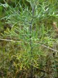 Artemisia jacutica