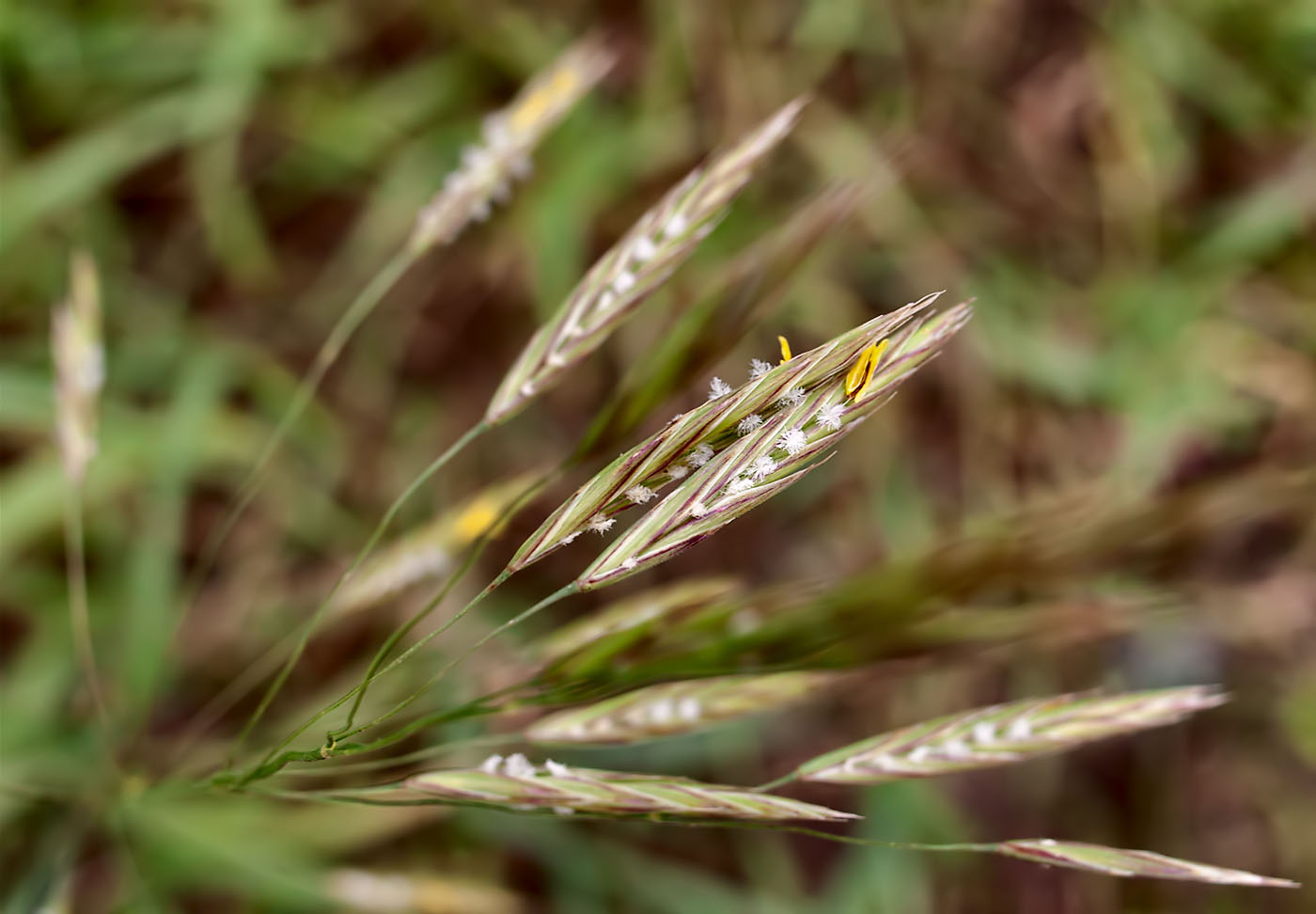 Сорная Полевая трава семейства злаков