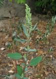 Chenopodium album. Верхушка цветущего растения. Крым, Карадагский заповедник, биостанция, у дороги. 6 сентября 2013 г.