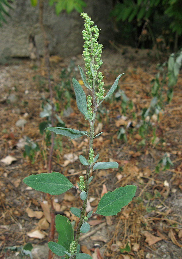 Изображение особи Chenopodium album.