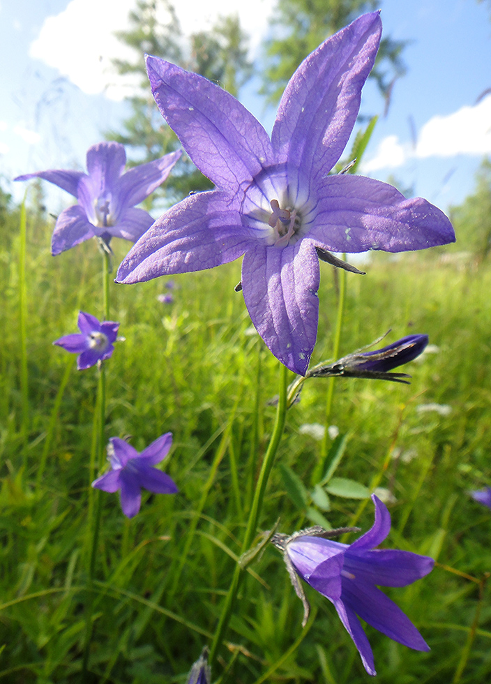 Image of Campanula turczaninovii specimen.