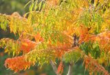 Rhus typhina form laciniata. Листья в осенней и летней окраске. Черноморское побережье Кавказа, Новороссийск, близ Суджукской лагуны, Дендропарк, в культуре. 13 октября 2013 г.