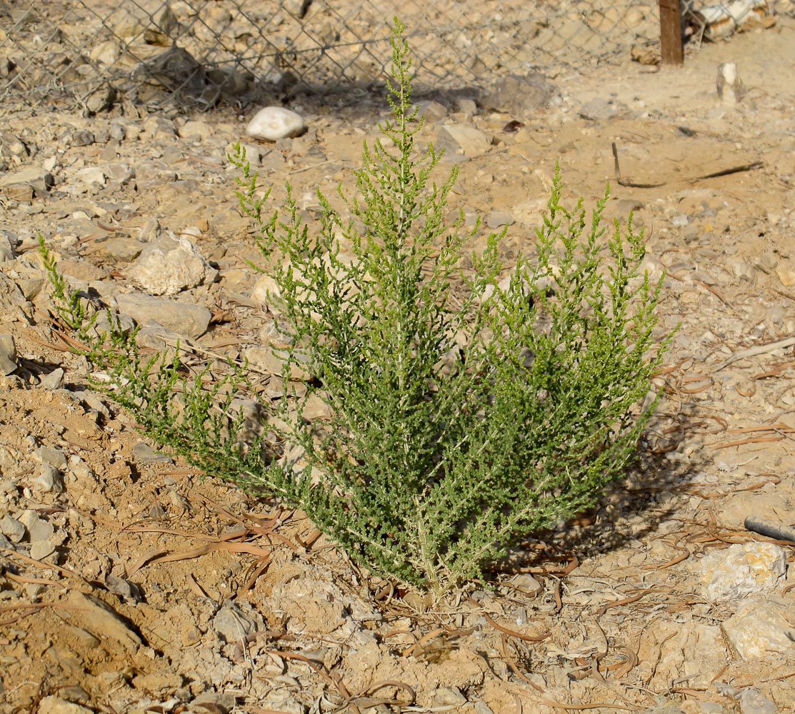 Image of Salsola imbricata specimen.