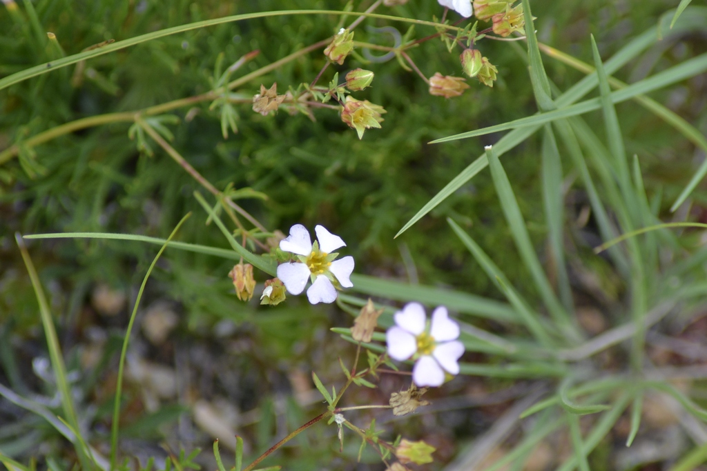 Image of Chamaerhodos trifida specimen.