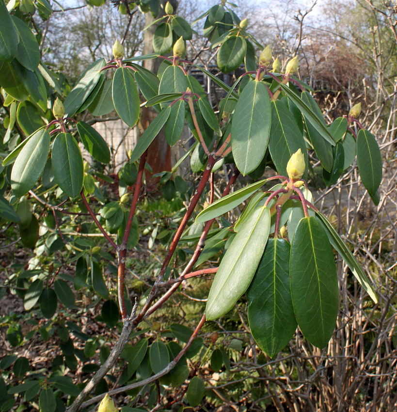 Изображение особи Rhododendron sutchuenense.