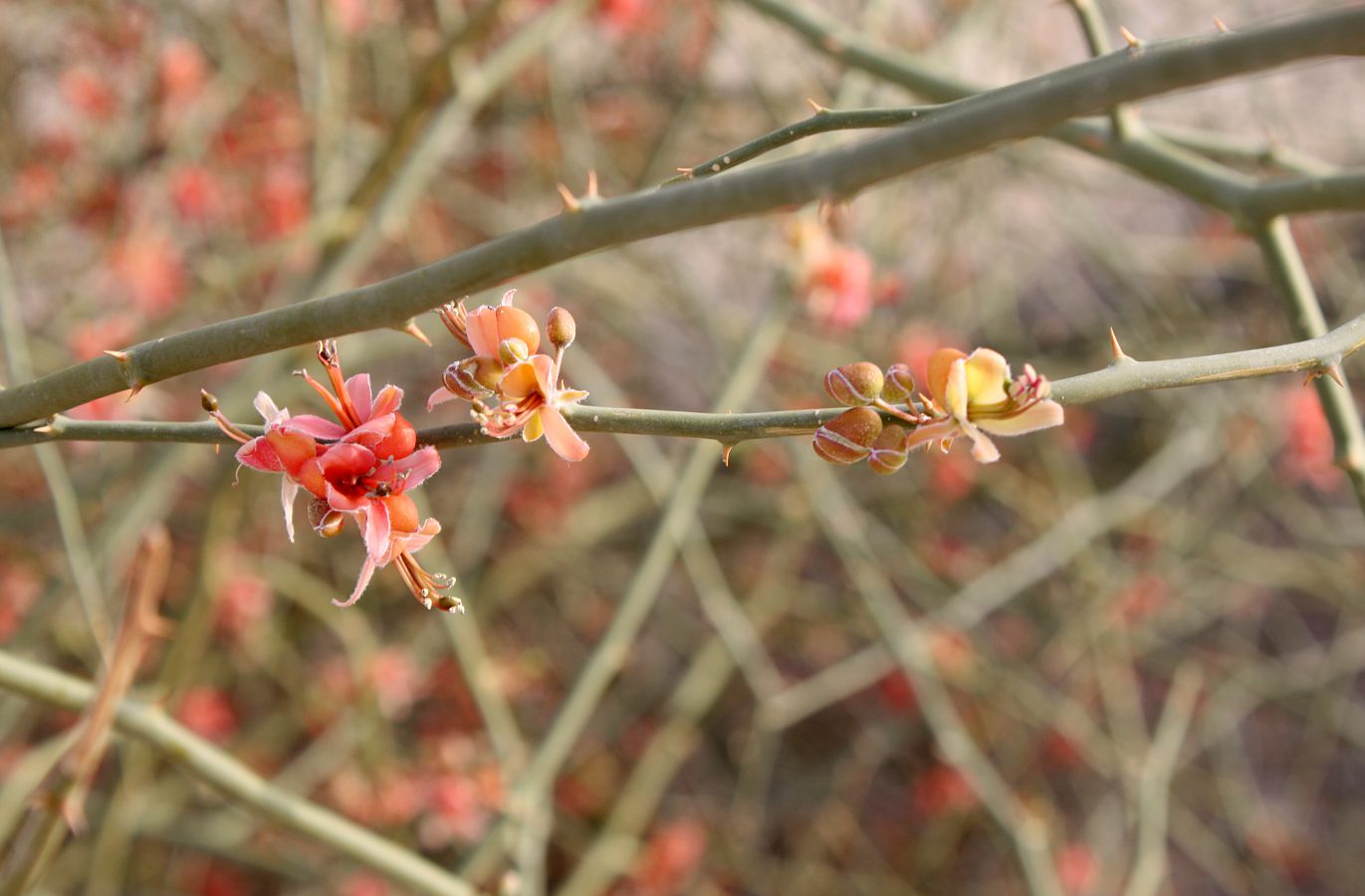 Image of Capparis decidua specimen.