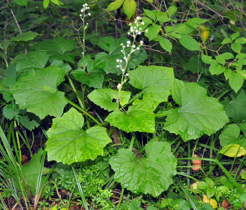 Изображение особи Adenocaulon adhaerescens.