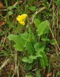 Primula veris