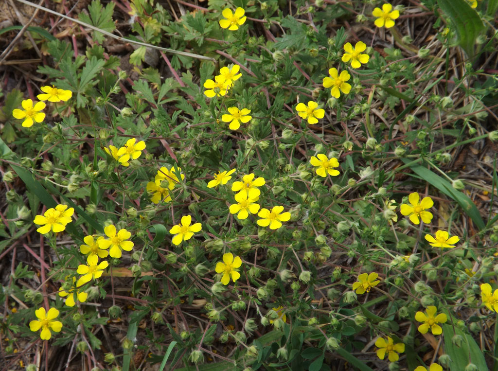 Image of genus Potentilla specimen.