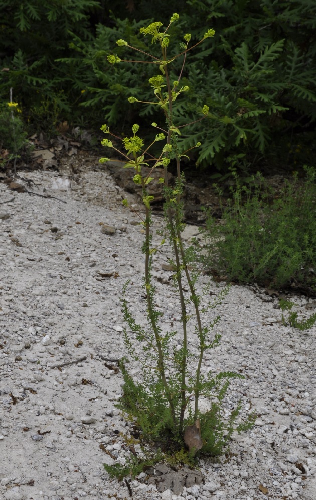 Image of familia Apiaceae specimen.