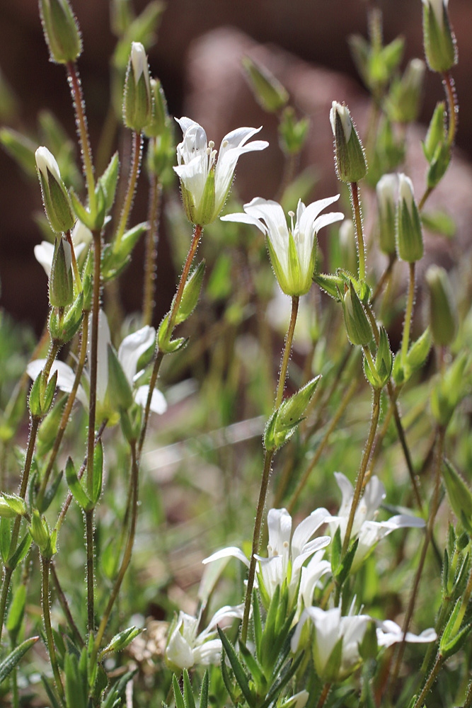 Image of Minuartia kryloviana specimen.