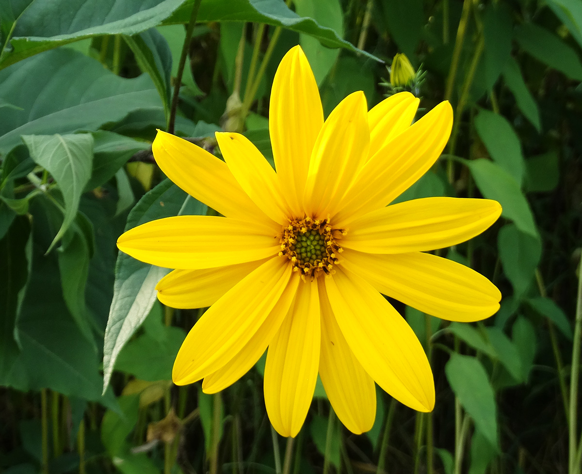 Helianthus tuberosus - Image of an specimen - Plantarium