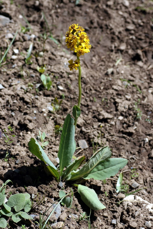 Изображение особи Ligularia alpigena.