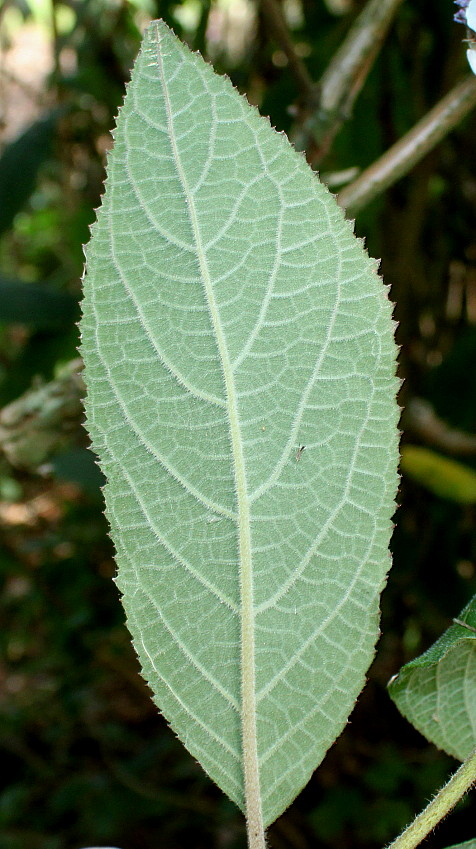 Image of Hydrangea strigosa specimen.