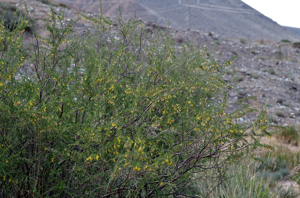 Image of Caragana laeta specimen.