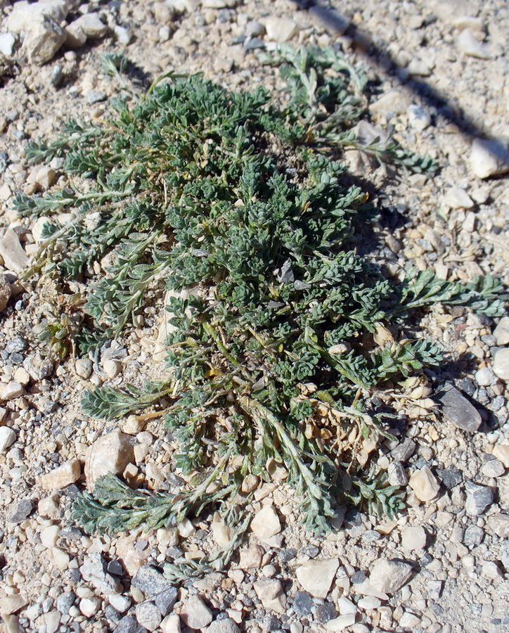 Image of genus Alyssum specimen.