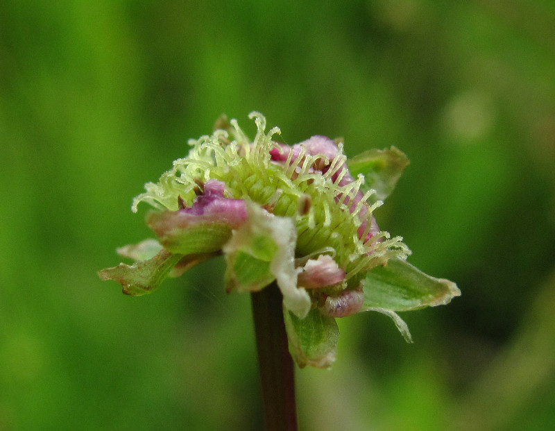 Изображение особи Alisma lanceolatum.