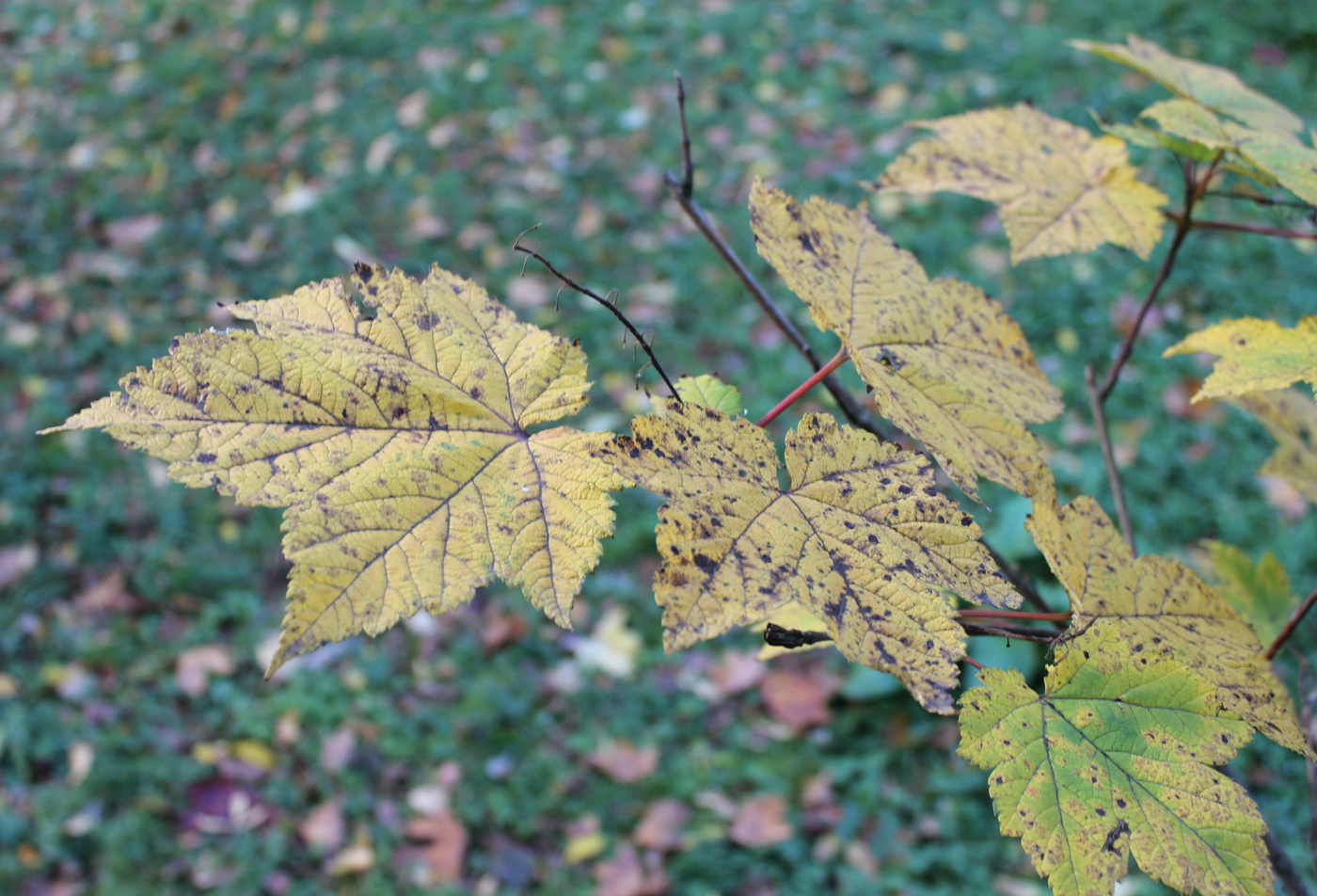 Image of Acer ukurunduense specimen.