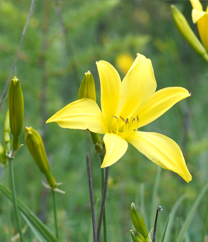 Изображение особи Hemerocallis minor.