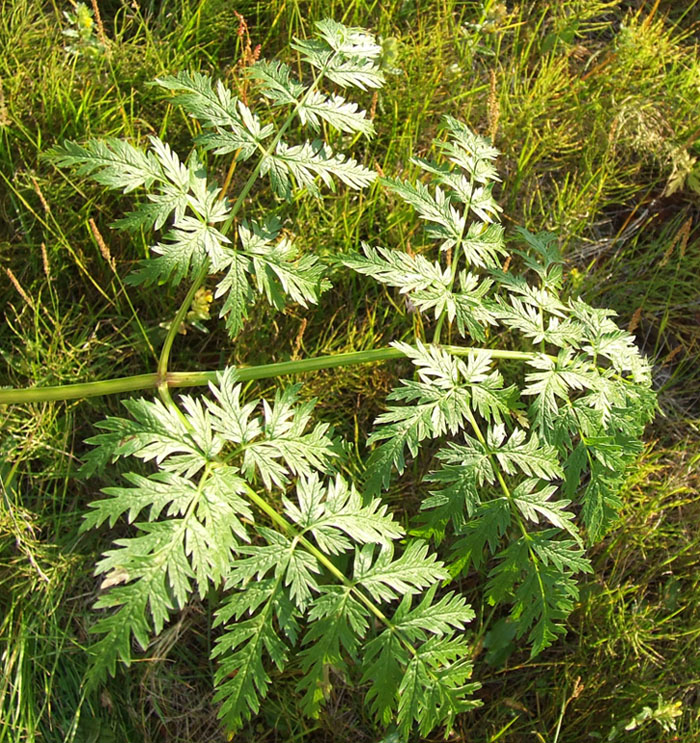 Image of Anthriscus sylvestris specimen.