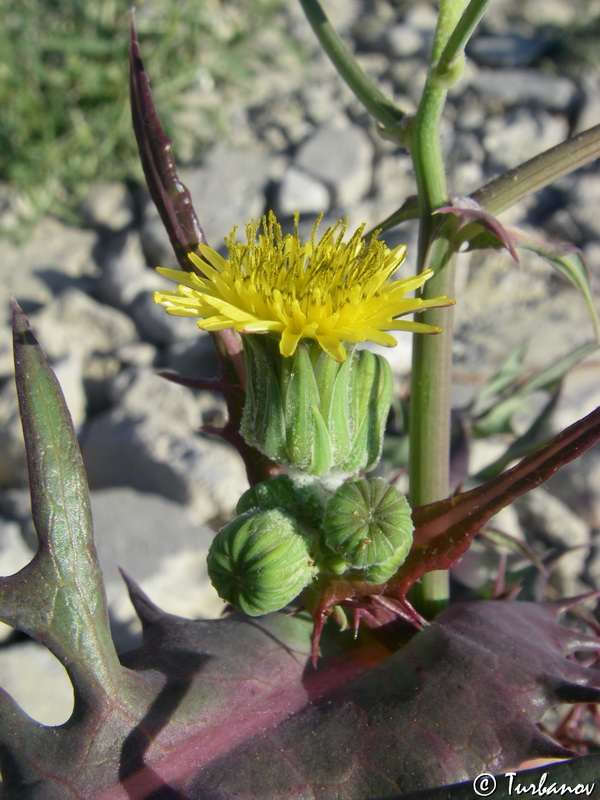 Image of Sonchus oleraceus specimen.