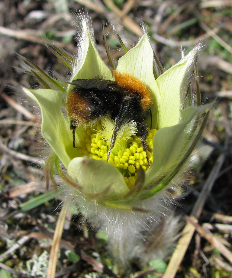 Image of Pulsatilla patens specimen.