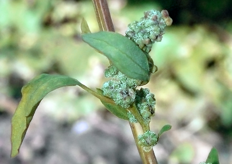 Изображение особи Chenopodium album.