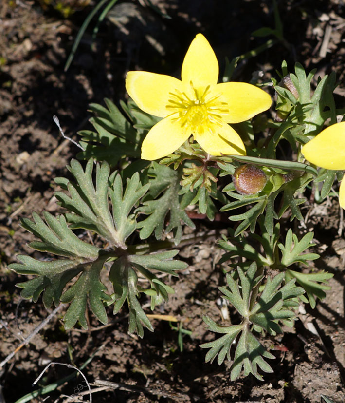 Image of Anemone gortschakowii specimen.