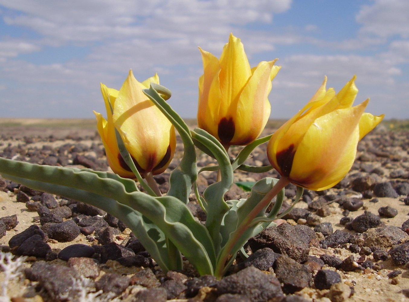 Image of Tulipa borszczowii specimen.