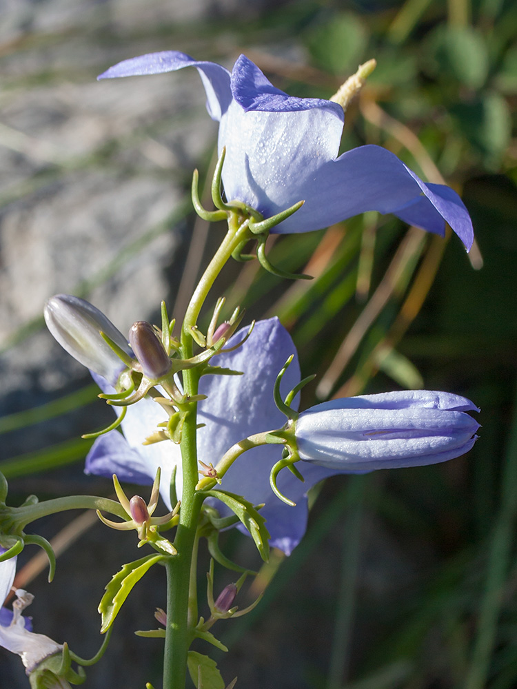 Image of Campanula pyramidalis specimen.