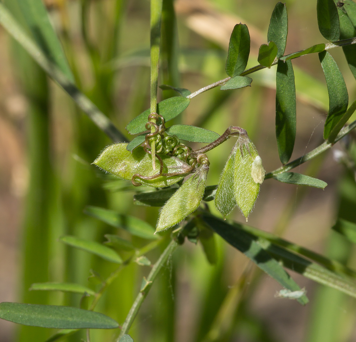 Изображение особи Vicia hirsuta.