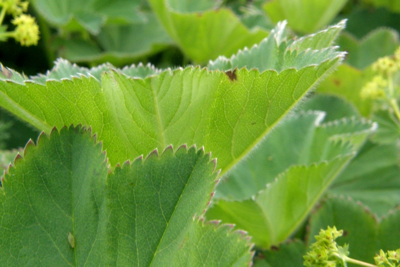 Image of Alchemilla brevidens specimen.