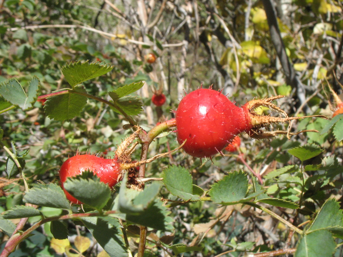 Image of Rosa fedtschenkoana specimen.