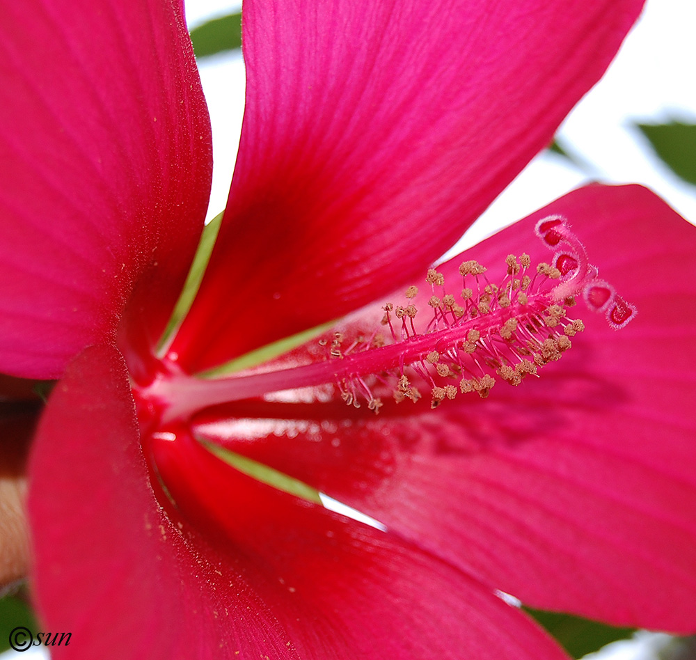 Изображение особи Hibiscus coccineus.