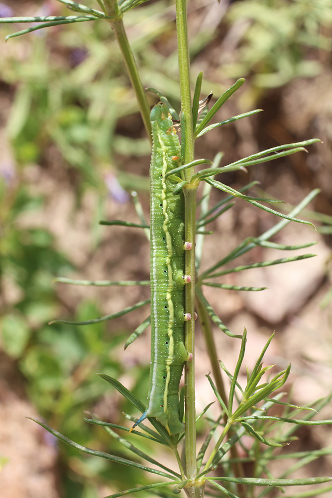 Image of Galium pamiro-alaicum specimen.