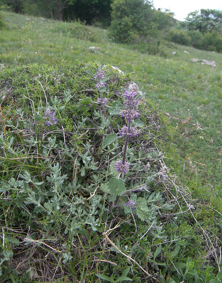 Image of Marrubium plumosum specimen.