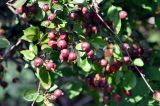 Malus × purpurea. Части ветвей плодоносящего дерева. Московская обл., г. Железнодорожный, в культуре. 17.08.2013.