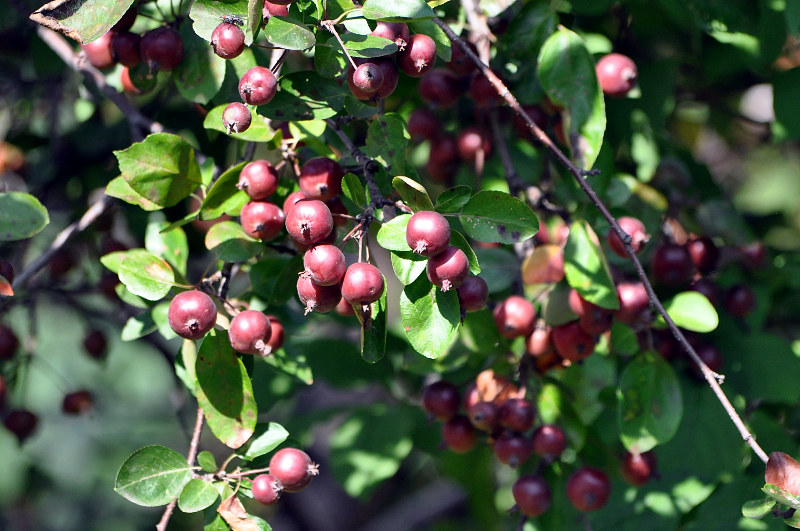 Изображение особи Malus &times; purpurea.