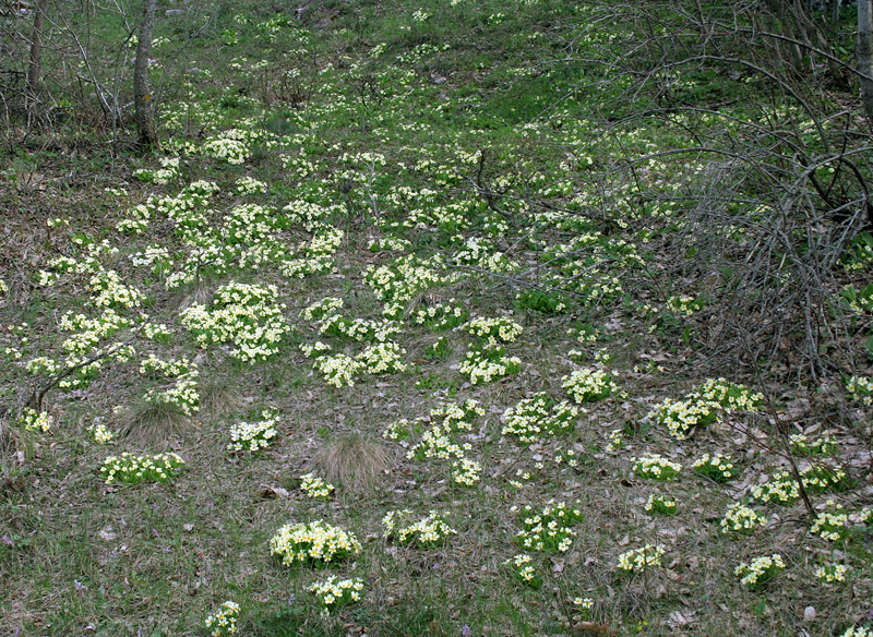 Изображение особи Primula vulgaris.