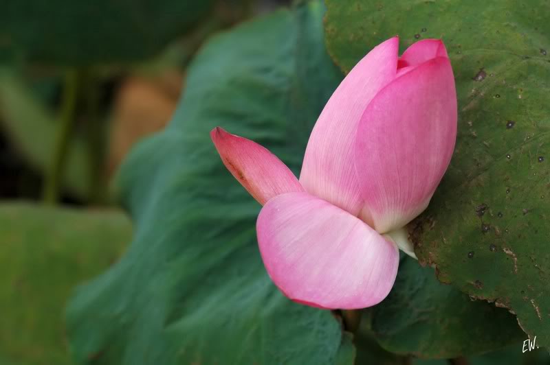 Image of Nelumbo nucifera specimen.