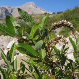 Salix caucasica. Верхушка ветви с соплодиями. Адыгея, Кавказский биосферный заповедник, южный склон горы Оштен, исток р. Мутный Тепляк, субальпийский пояс, ≈ 2100 м н.у.м., каменистая осыпь. 30.08.2015.