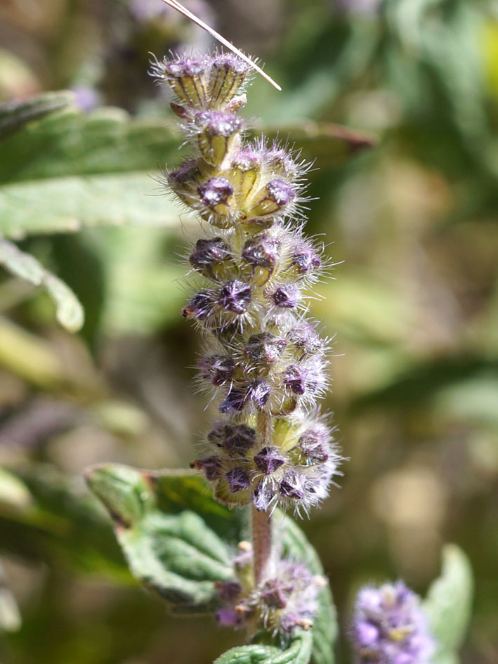 Image of Elsholtzia densa specimen.